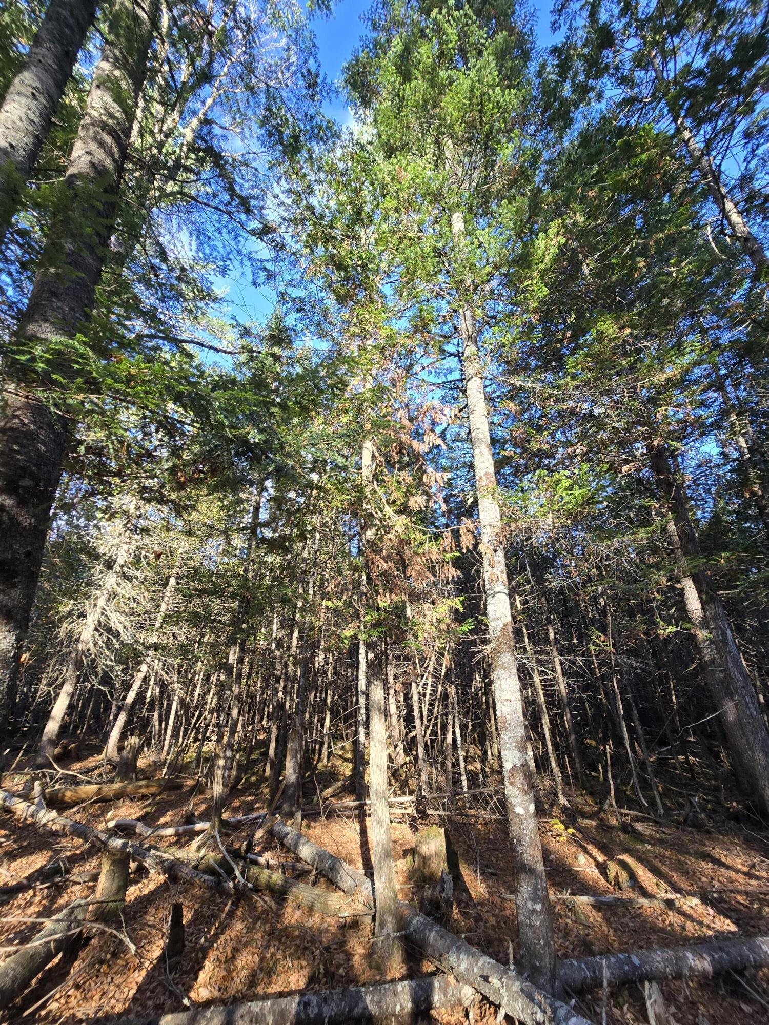 53 Back Road Abbot, ME 04406 - Photo 23 of 73 20251017_092458