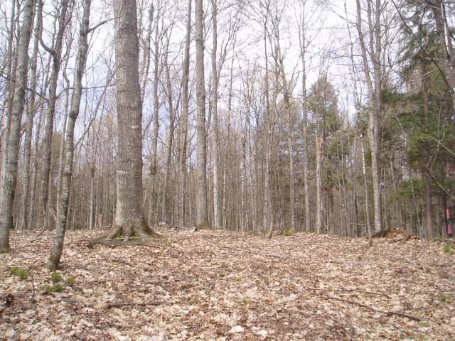 Three Colonel Himes Road Three Lakes, WI 54562 - Photo 1 of 3 Gallery Image 1
