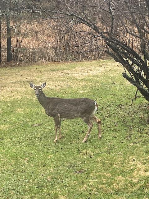 1735 Highway 12 Two Harbors Two Harbors, MN 55616 - Photo 3 of 42