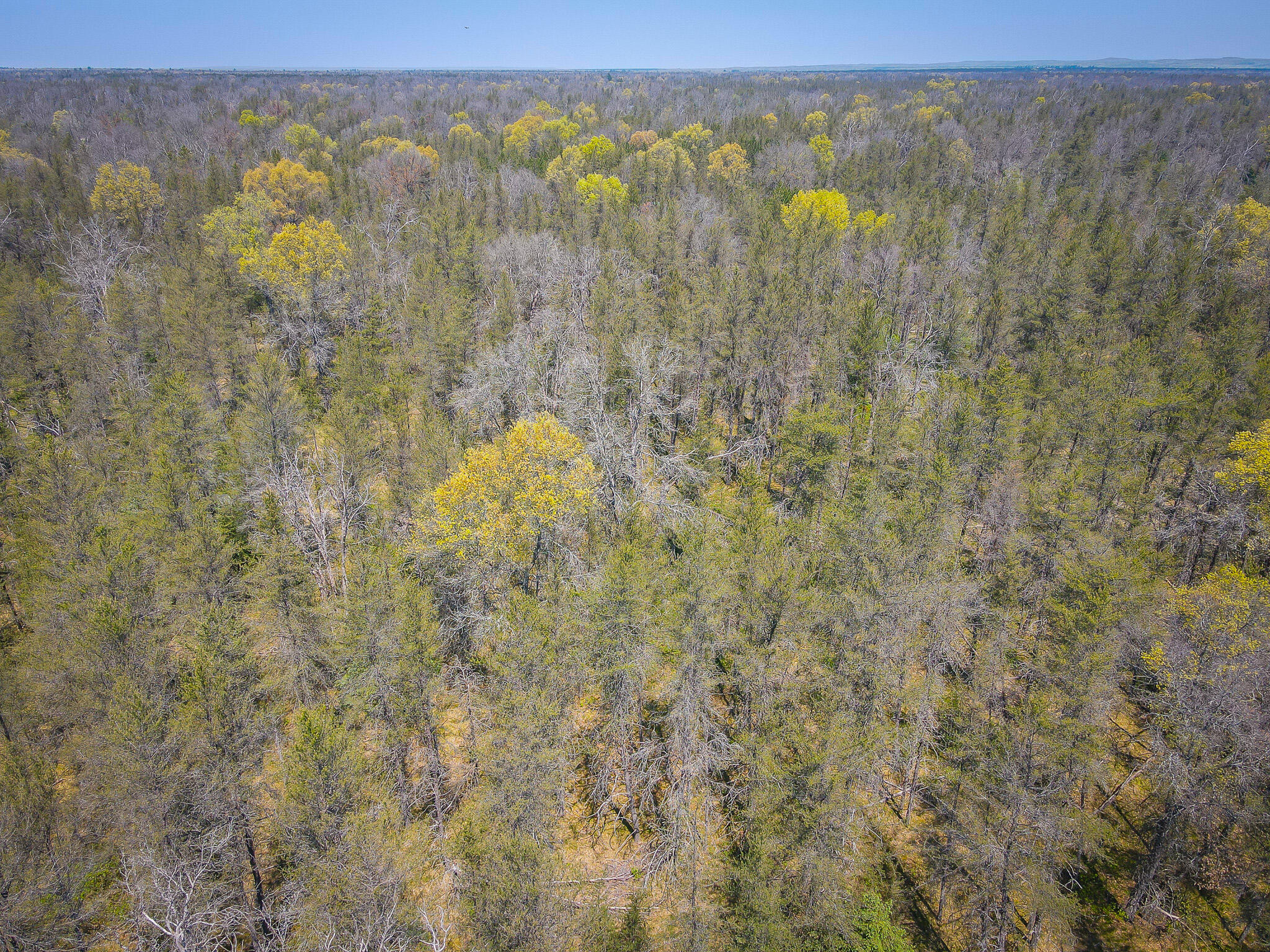 10517 North Power Pole Road Irons, MI 49644 - Photo 15 of 24 dji_fly_20240515_125512_11_1715792185636