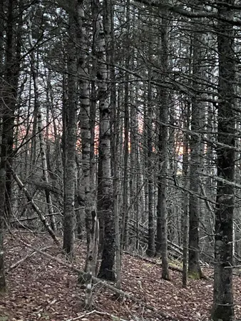 $110,000 | Lot 1-9 Lead Mine Road, Lubec, ME 04652