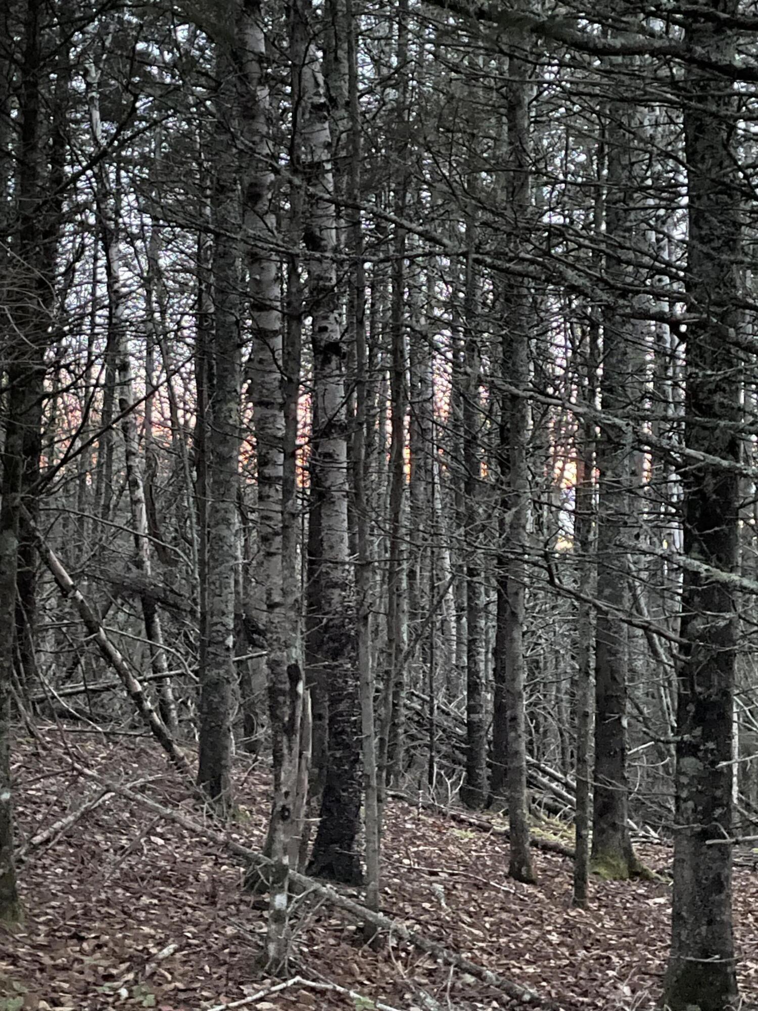 Lot 1-9 Lead Mine Road Lubec, ME 04652 - Photo 9 of 10 IMG_3554
