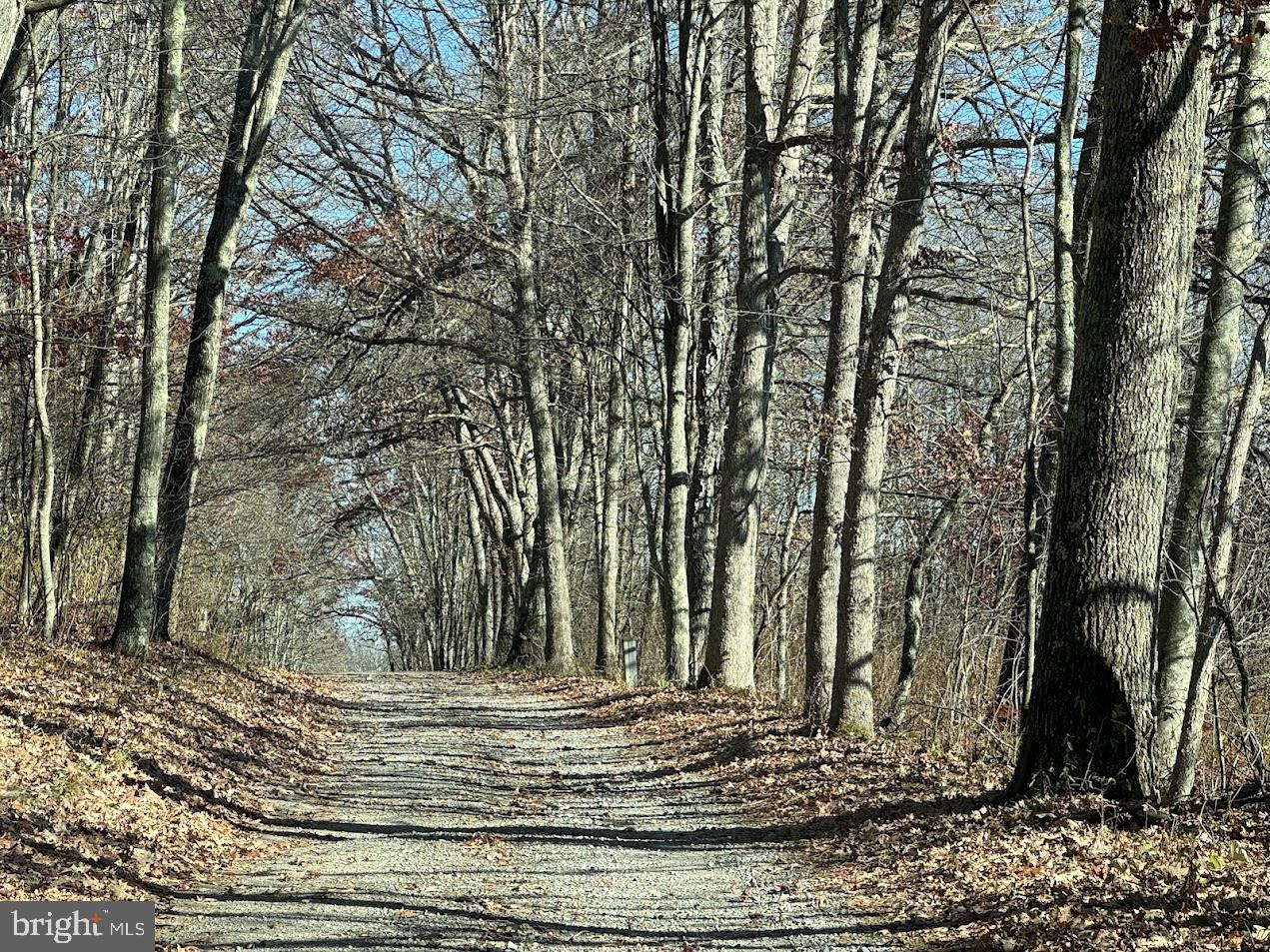 4000-area Broadford Road Oakland, MD 21550 - Photo 5 of 10 a view of a yard with large trees