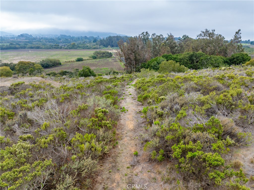 1987 Turri Road San Luis Obispo, CA 93405 - Photo 32 of 34 a view of a big yard with plants and large trees
