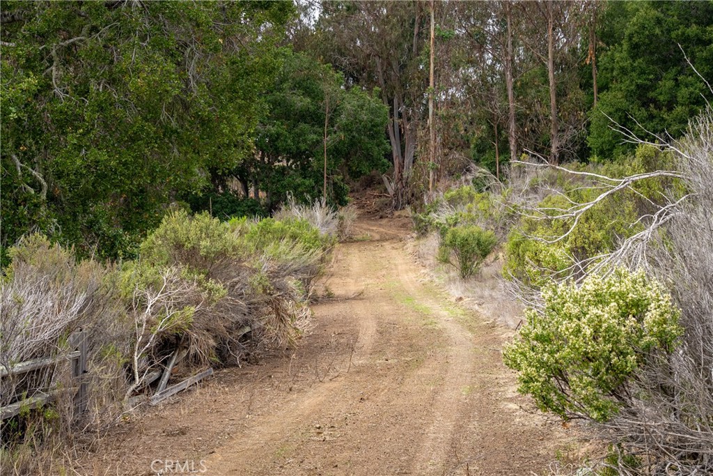 1987 Turri Road San Luis Obispo, CA 93405 - Photo 6 of 34 a view of a yard with plants and large trees