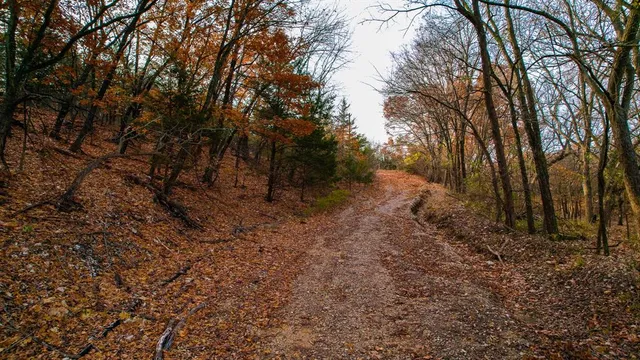 a view of mountain with trees