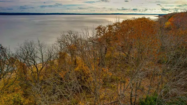 a view of a yard with lots of trees