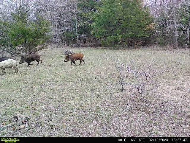 $6,494,400 | 432-acres Slickum Slough Road, Whitesboro, TX 76273