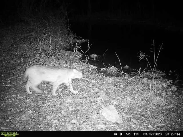 $6,494,400 | 432-acres Slickum Slough Road, Whitesboro, TX 76273