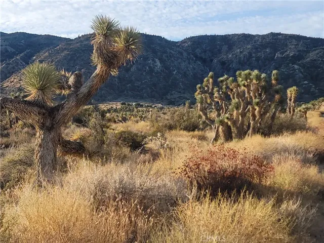 a view of a bunch of trees and bushes