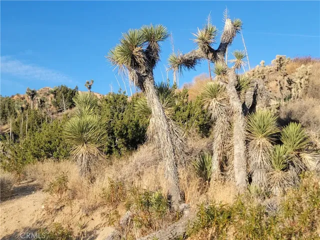 a view of a plant in a garden