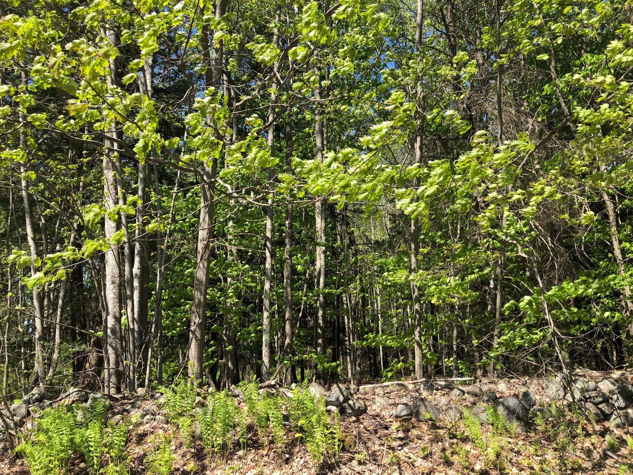 0 Leeds Junction Road Sabattus, ME 04280 - Photo 5 of 9 6