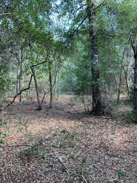 Tbd Possum Ridge Road Crestview, FL 32539 - Photo 7 of 17 a view of a forest with trees in the background