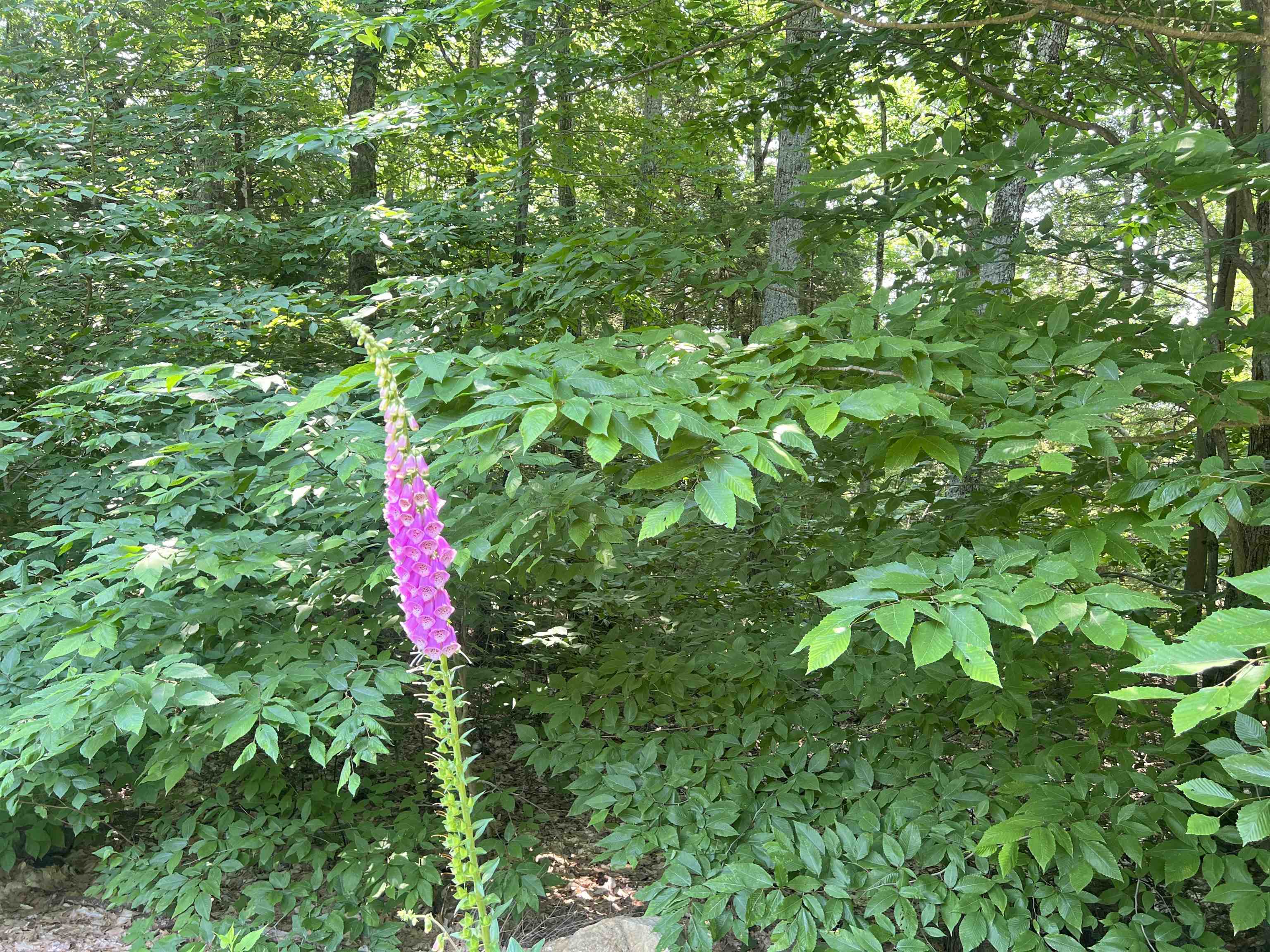 55 Spruce Cove Road Northwood, NH 03261 - Photo 16 of 28 Gallery Image 16