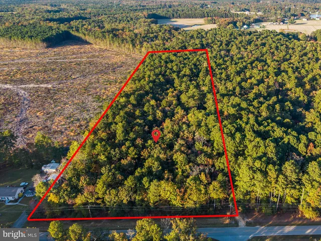 a close up of a tree