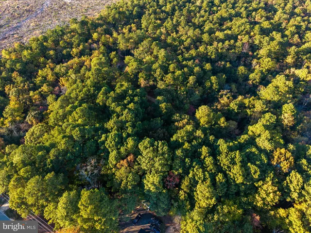 a close up of a tree