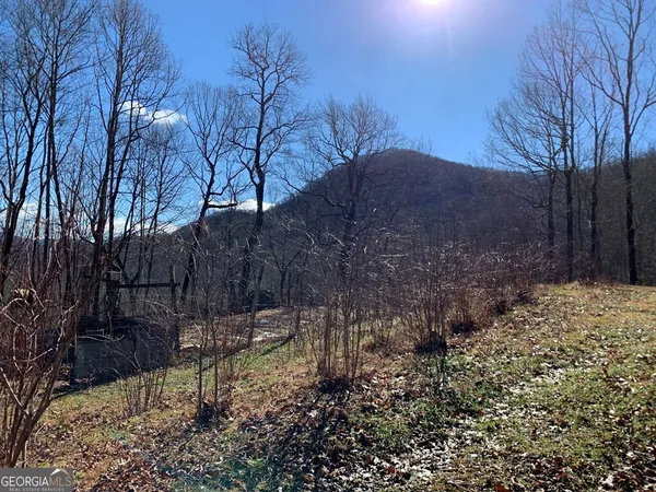 a view of forest