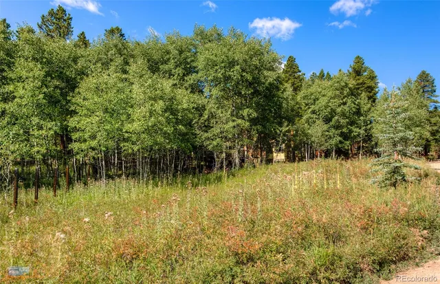 a view of a tree in a forest