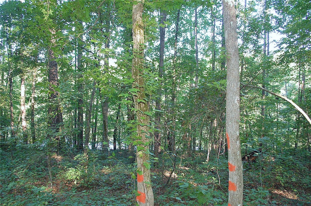 Lot 20 North Shores Road Westminster, SC 29693 - Photo 4 of 8 Gallery Image 4