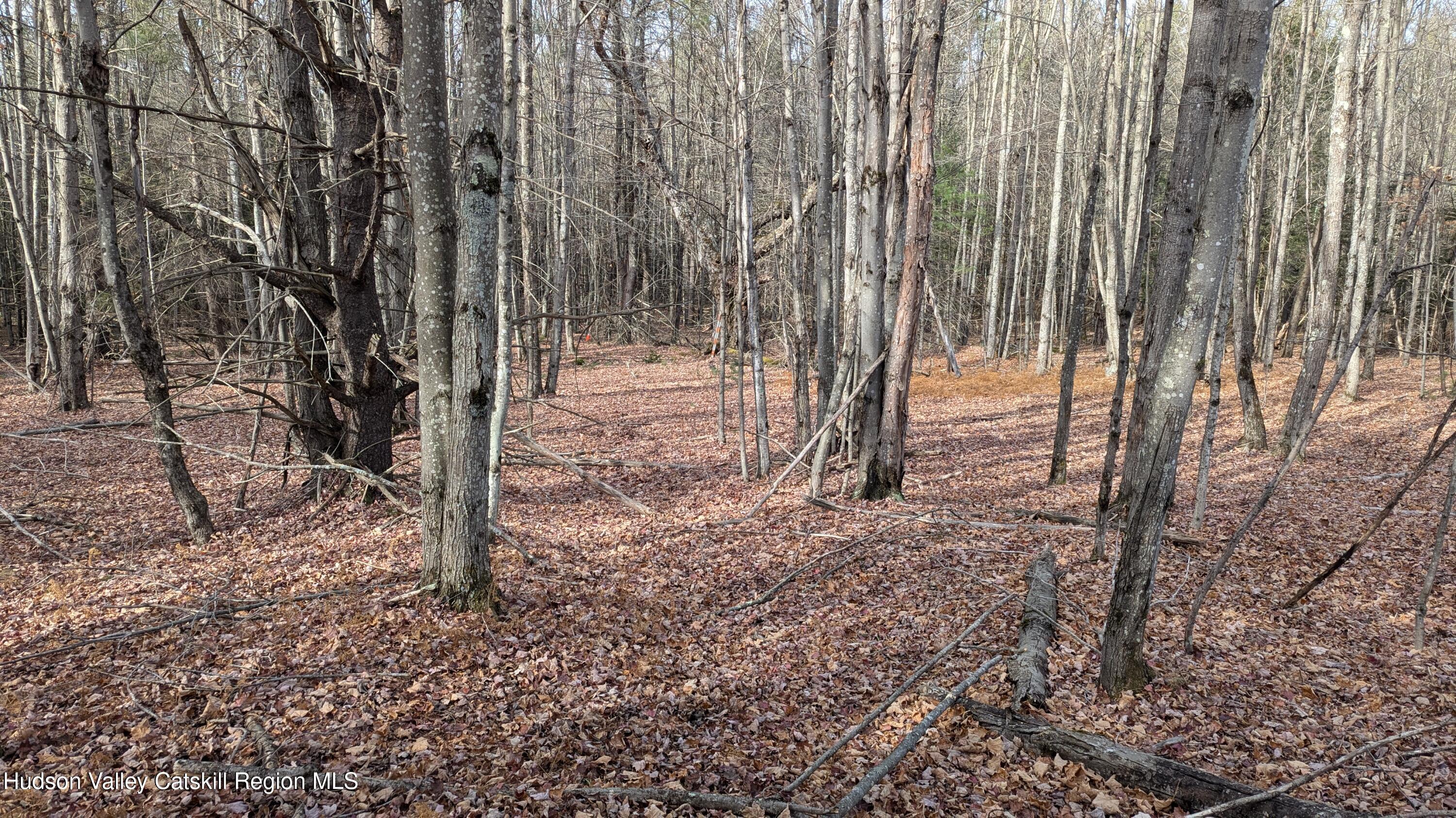 0 Conifer Lake Road West Jewett, NY 12444 - Photo 2 of 5 a view of a yard with trees