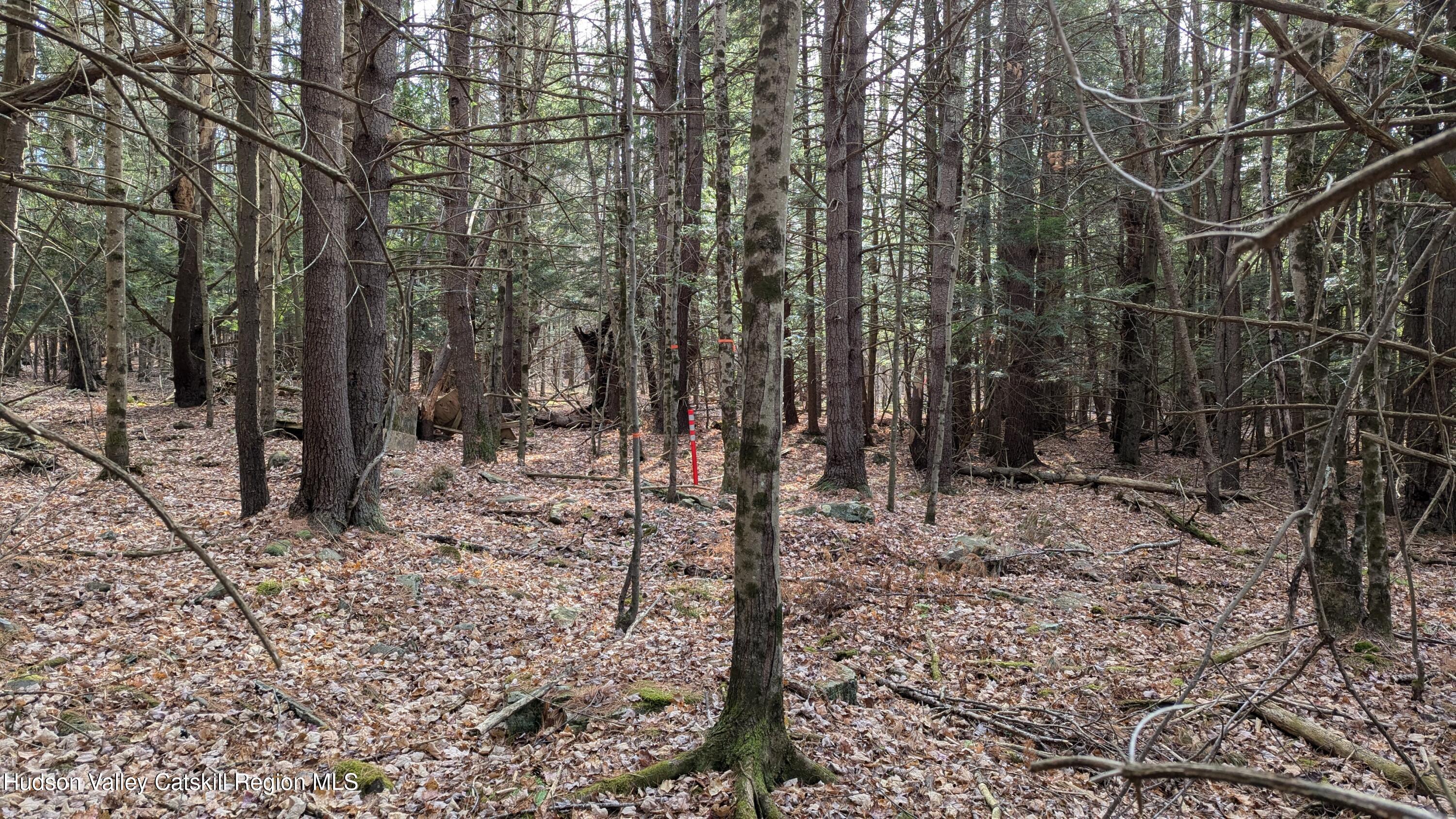 0 Conifer Lake Road West Jewett, NY 12444 - Photo 4 of 5