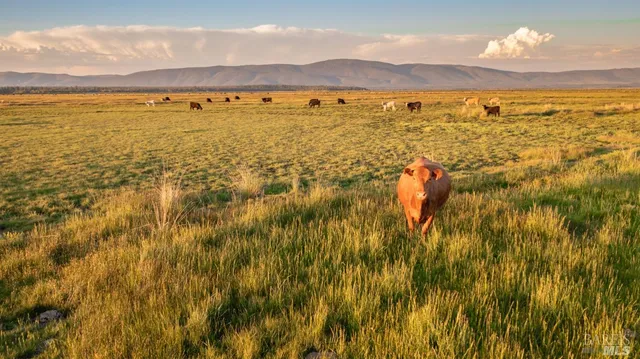 a view of an ocean and beach