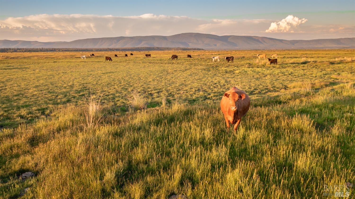 42369 Horr Road Fall River Mills, CA 96028 - Photo 4 of 43 a view of an ocean