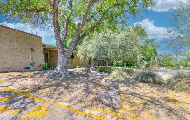 a view of a backyard with plants and large trees
