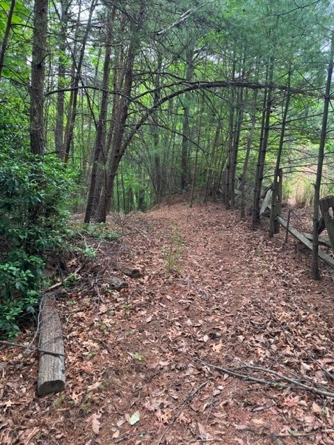 22 Elk Ridge Road Ferguson, NC 28624 - Photo 5 of 16 a view of a forest with trees