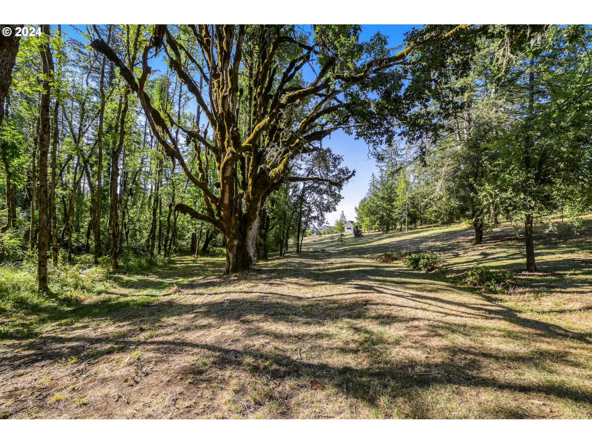 Ridgetop Drive, Unit 15 Eugene, OR 97405 - Photo 14 of 19 a view of dirt yard with a large tree