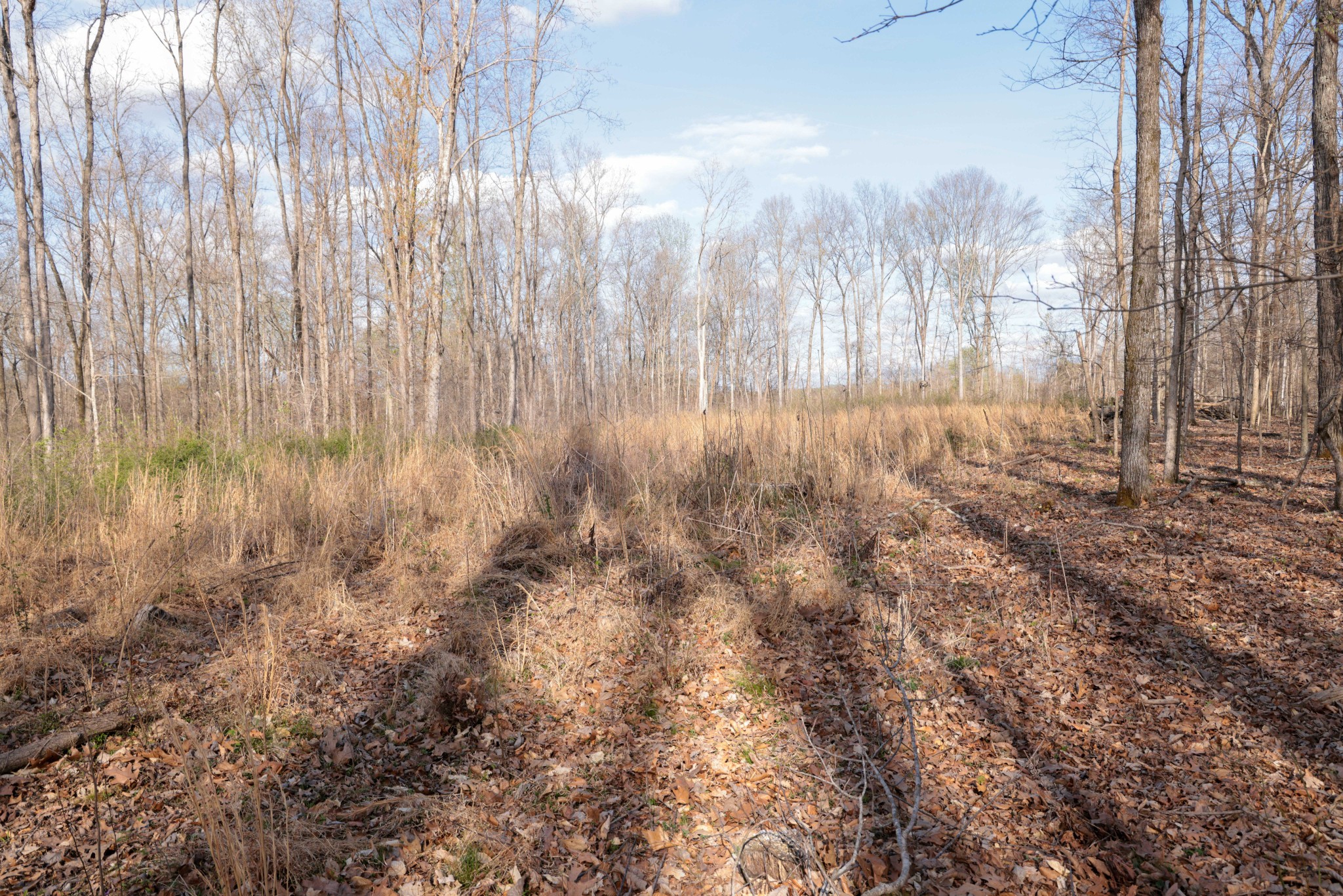 0 Bell Hollow Road Vanleer, TN 37181 - Photo 19 of 31 Gallery Image 19