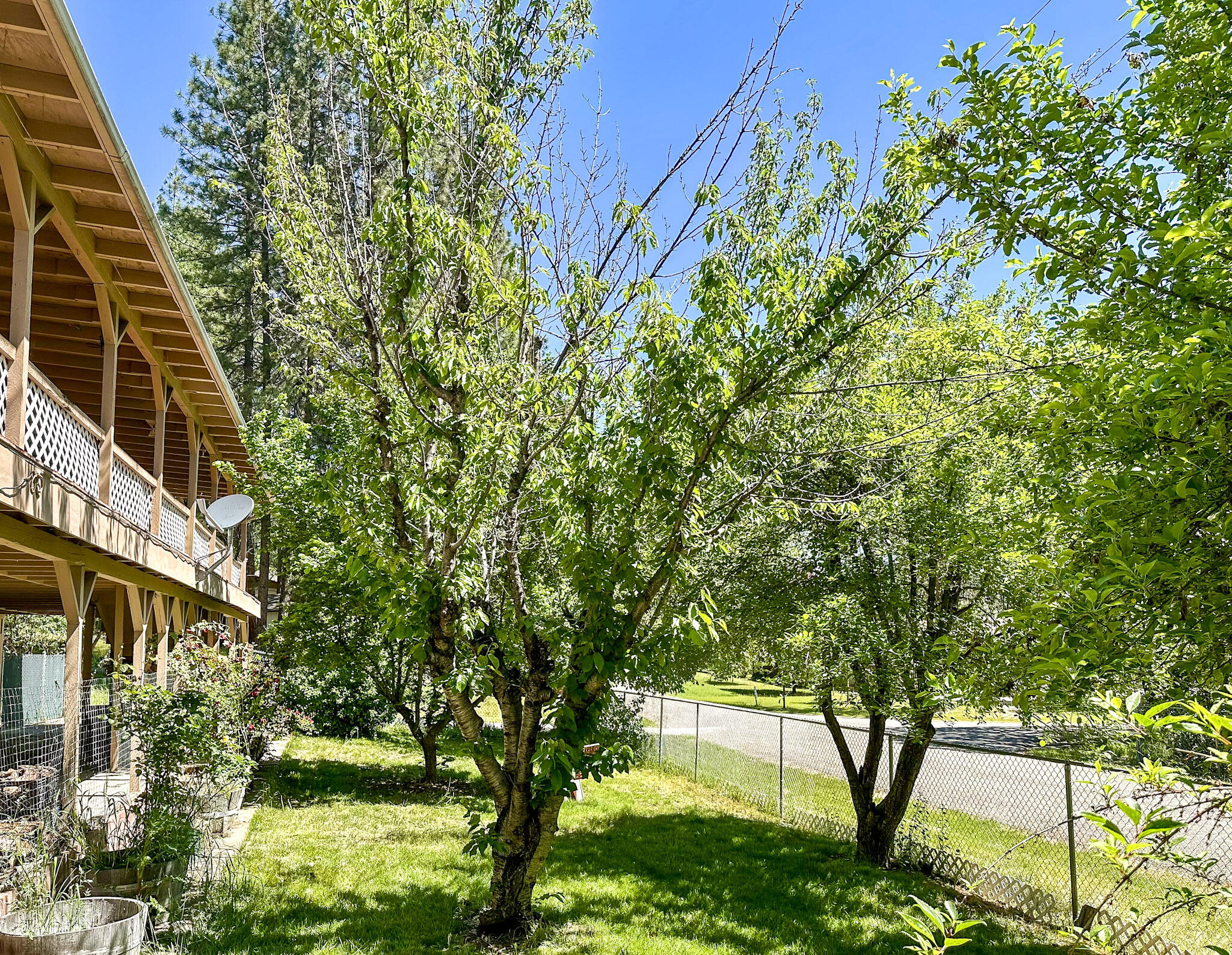 155 Steelhead Circle Lewiston, CA 96052 - Photo 42 of 53 a picture of trees