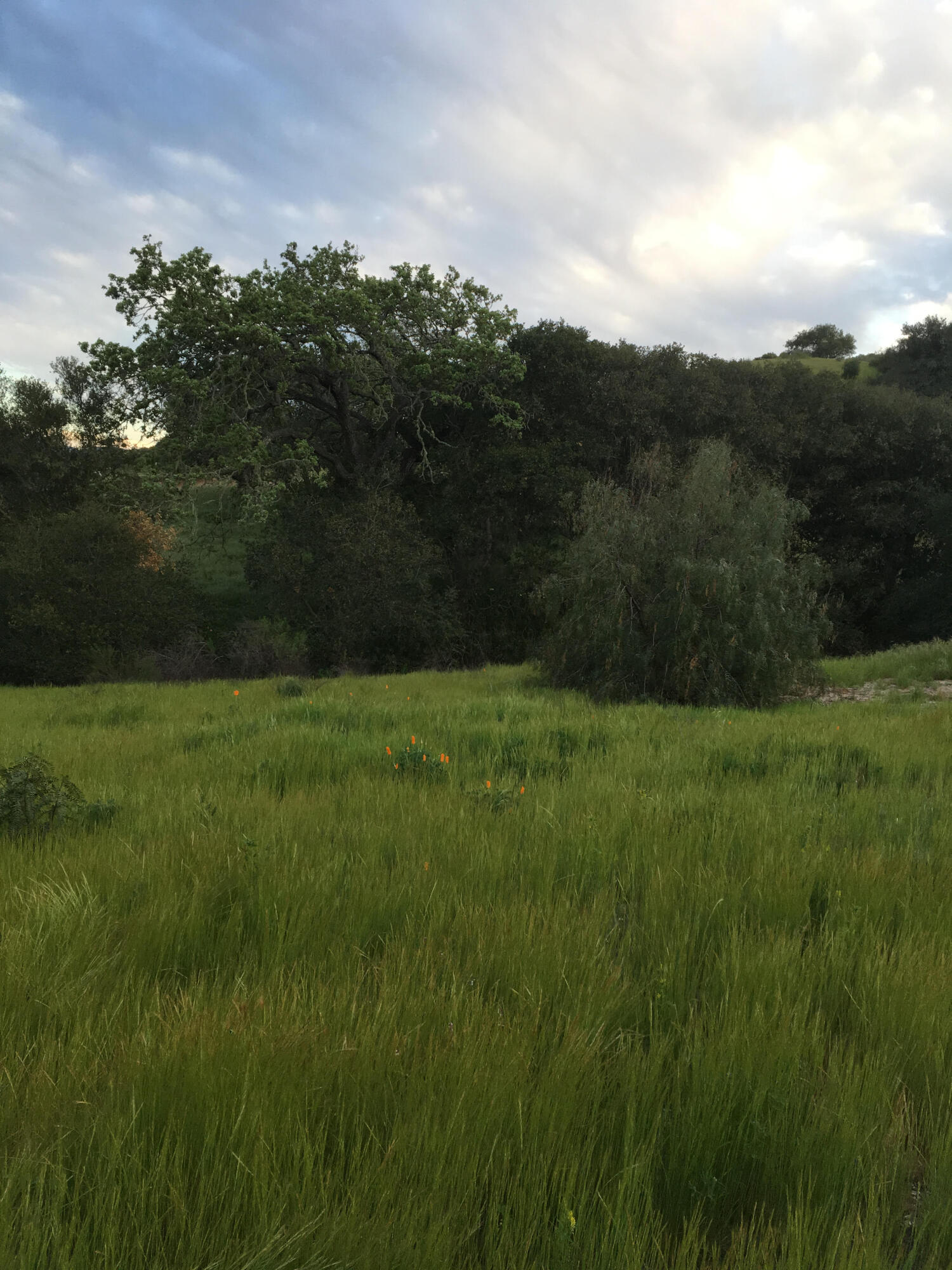 40 Bobcat Springs Road Buellton, CA 93427 - Photo 37 of 44 unnamed