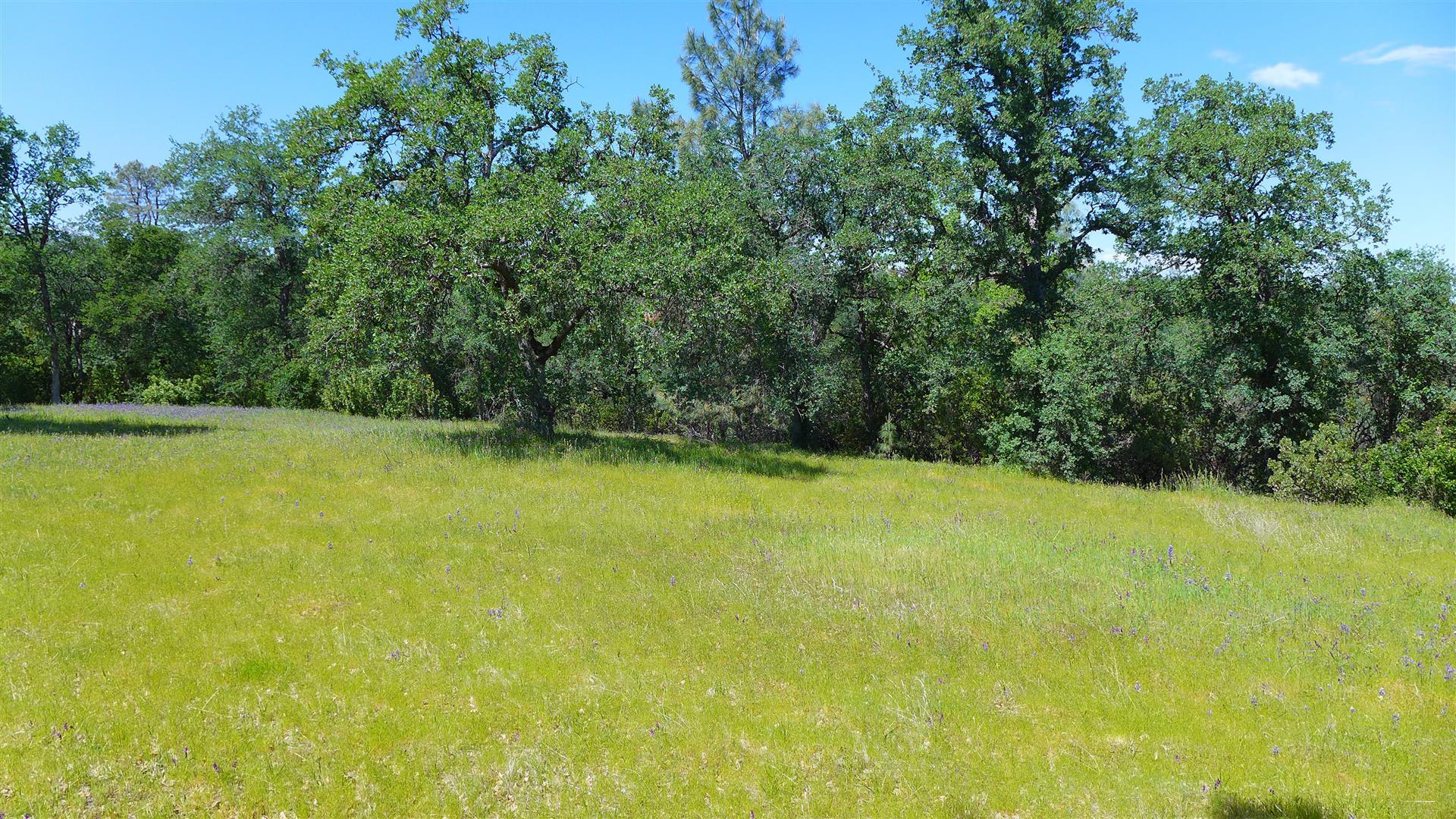 4573 Peaceful Ridge Road Redding, CA 96001 - Photo 12 of 13 a view of a large yard with large trees