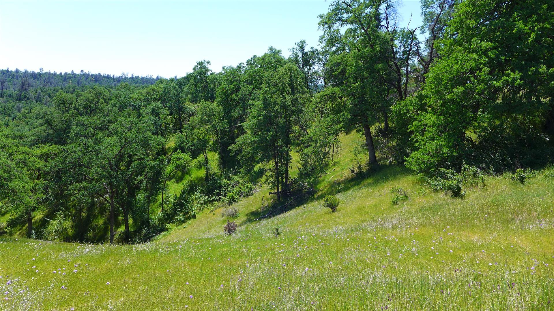 4573 Peaceful Ridge Road Redding, CA 96001 - Photo 8 of 13 a view of a garden