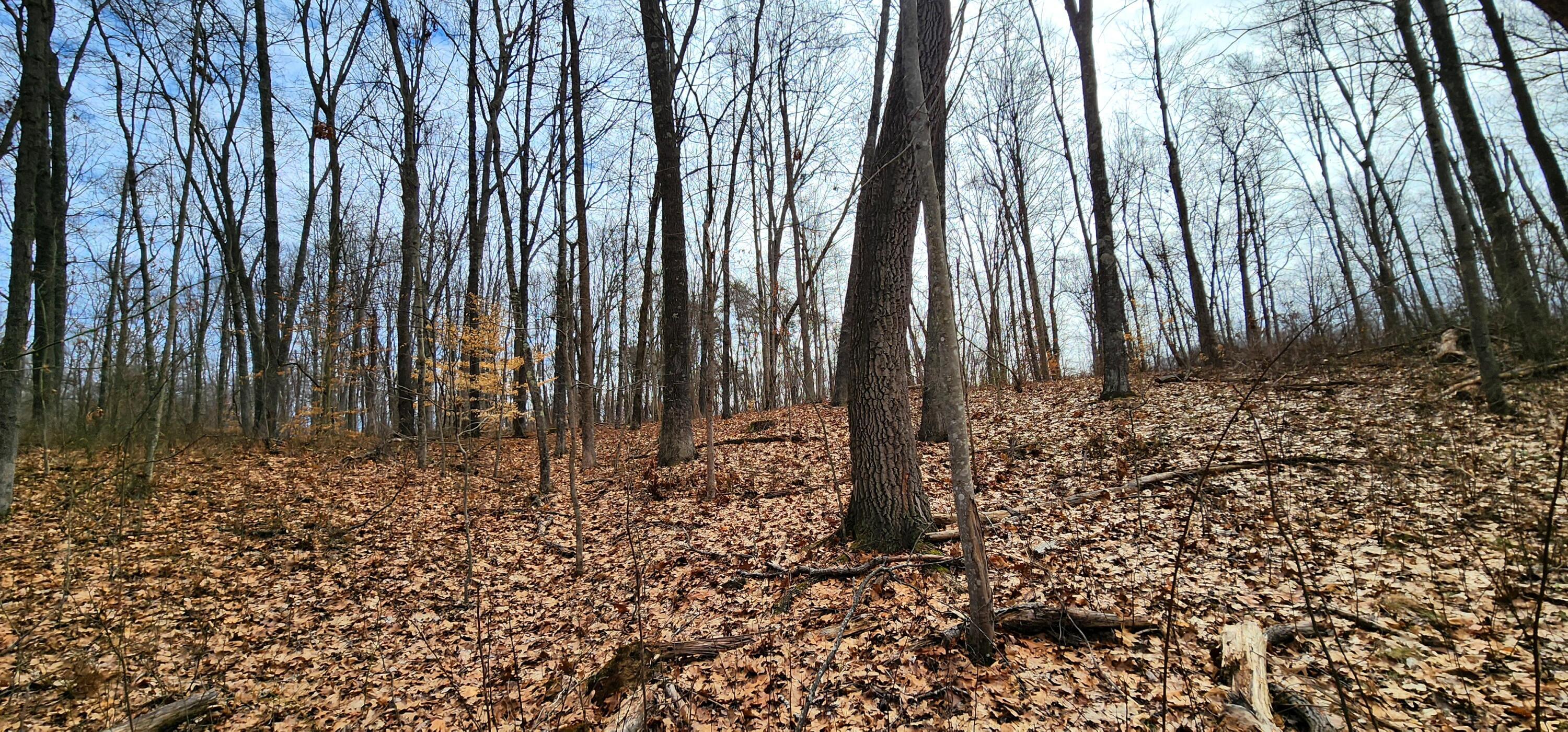 0 Edmundson Road, Unit TRACT 4 AT BIG TIMBER) Vinton, OH 45686 - Photo 47 of 67 20250307_115540