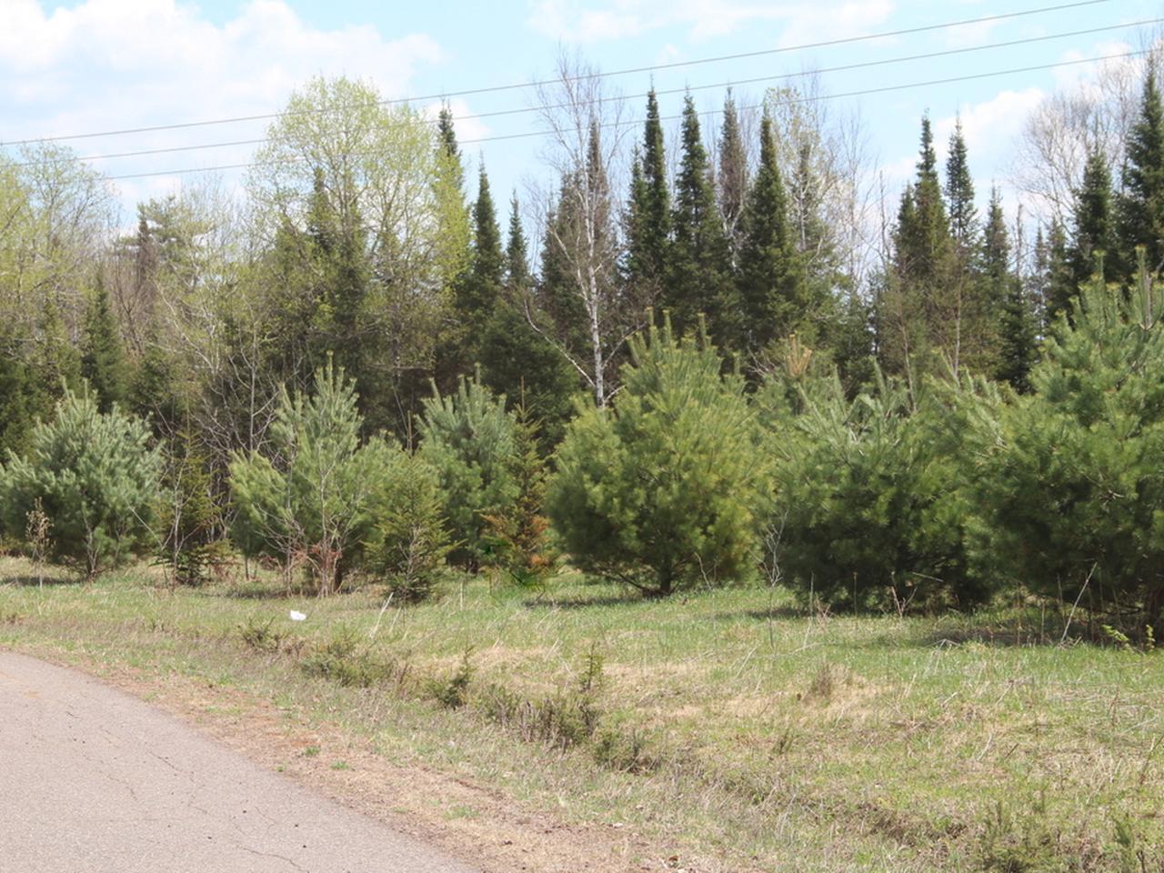 Lot20-21 Weber Lake Road Mercer, WI 54547 - Photo 7 of 15 Gallery Image 7