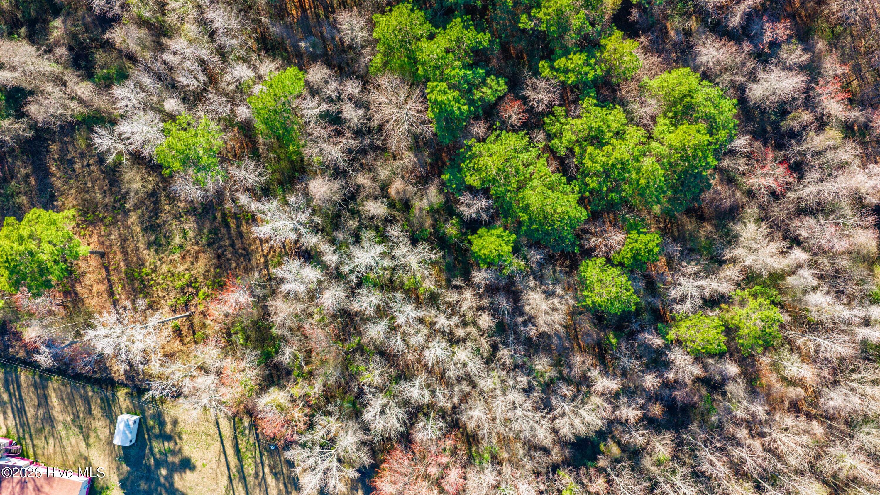 0 Englishtown Road Willard, NC 28478 - Photo 4 of 9 Gallery Image 4