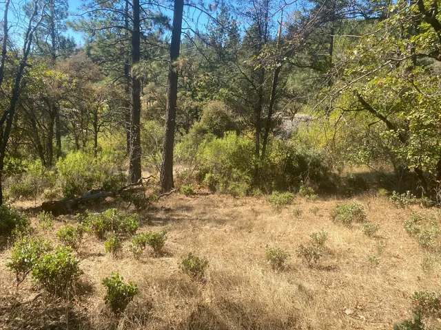 a view of backyard of house