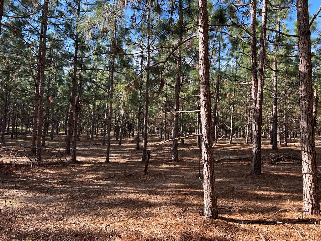Lot 5-3 -ac Cty Road Newville, AL 36353 - Photo 1 of 13