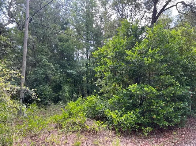 a view of a garden with plants