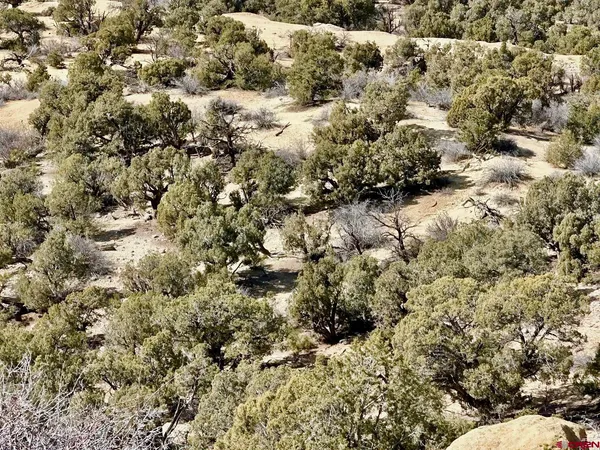 a view of a forest of trees