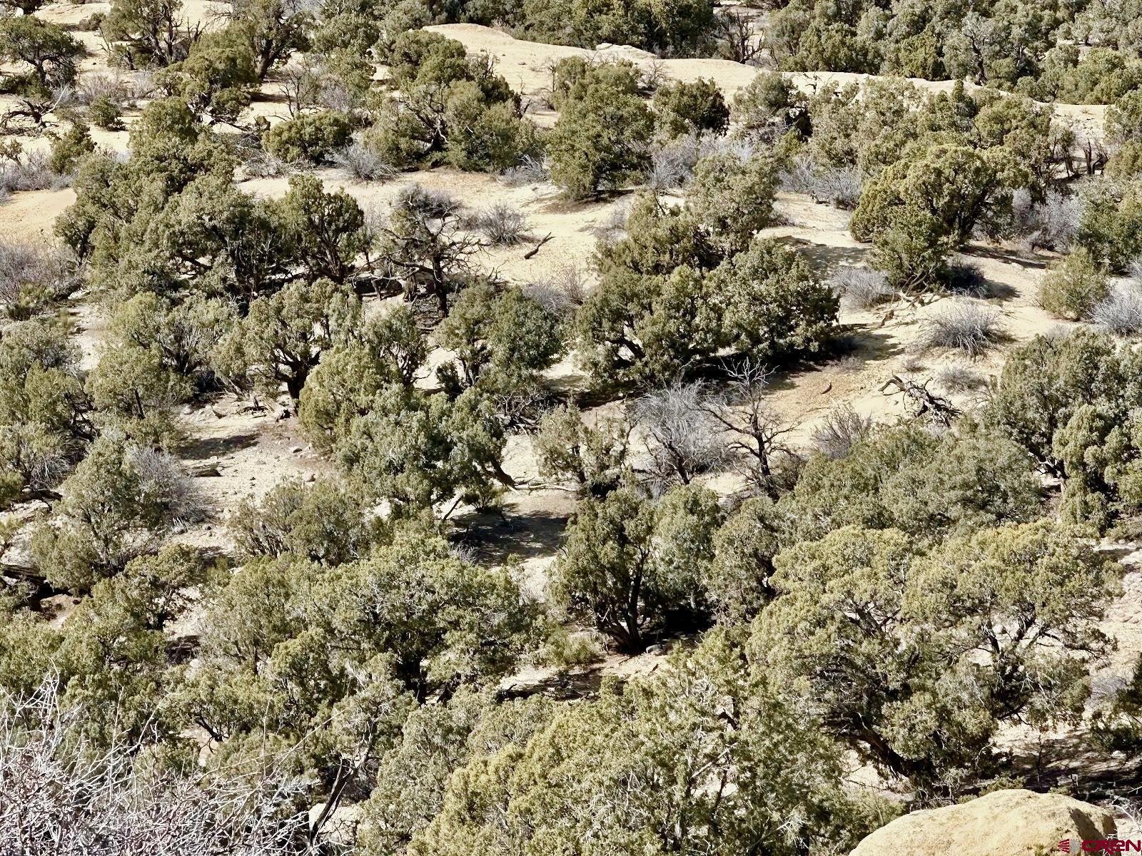 0 Cr 2550 Road Aztec, NM 87410 - Photo 2 of 10 a view of a forest of trees