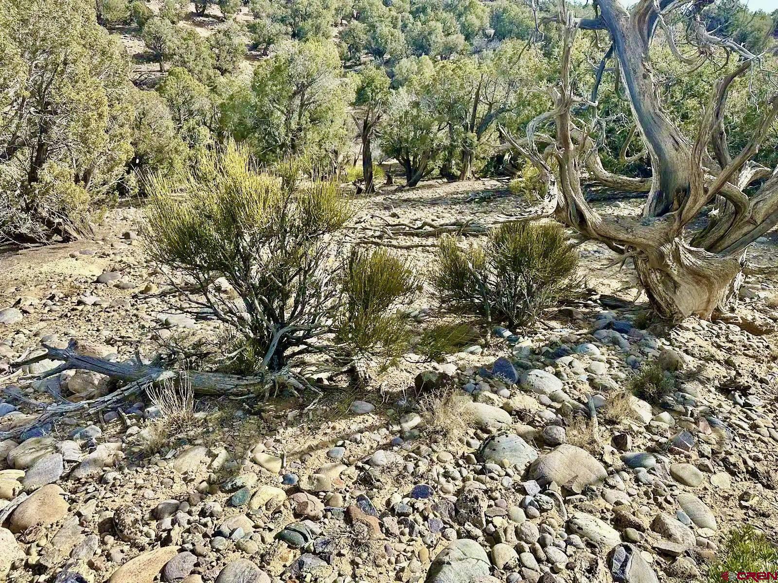 0 Cr 2550 Road Aztec, NM 87410 - Photo 6 of 10 a view of a yard with plants
