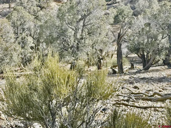 a view of a yard with a tree
