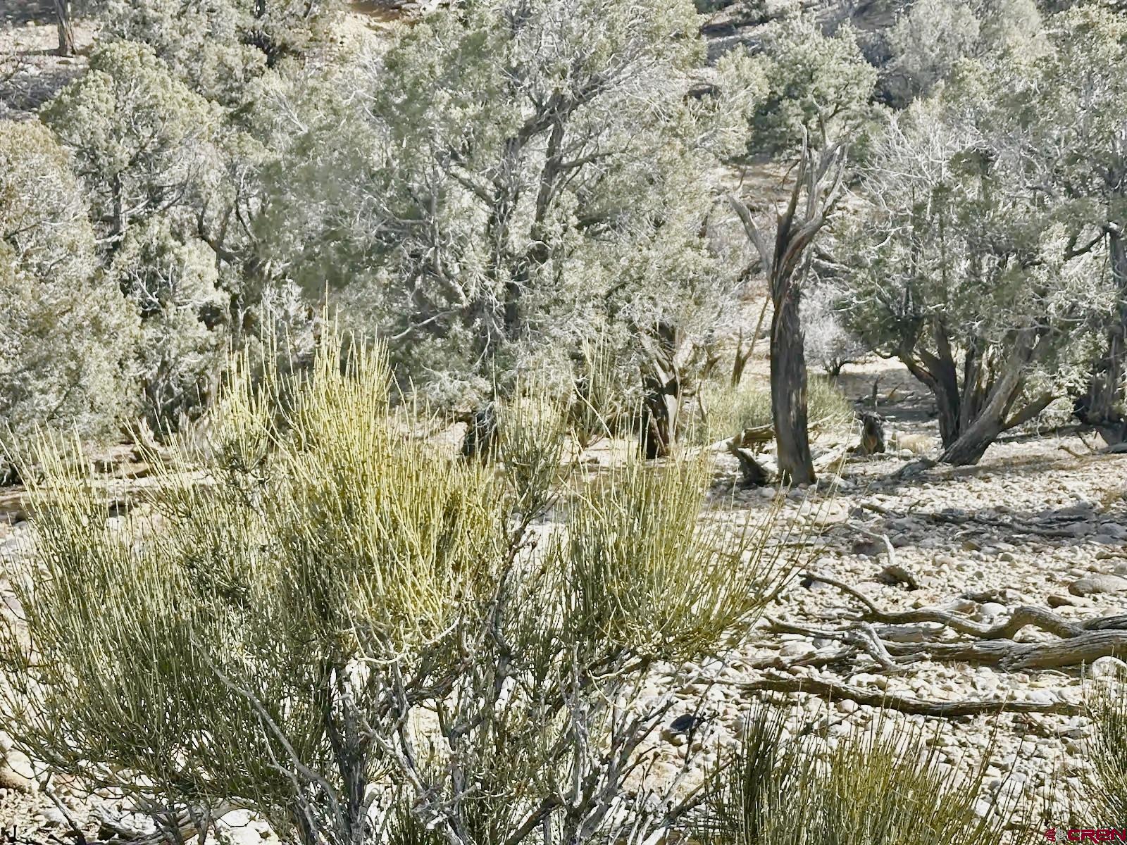 0 Cr 2550 Road Aztec, NM 87410 - Photo 7 of 10 a view of a yard with a tree