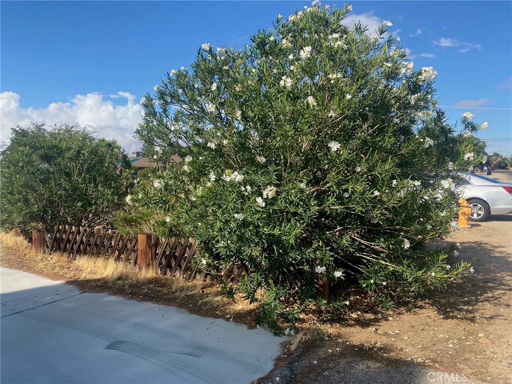 20555 Sitting Bull Road Apple Valley, CA 92308 - Photo 1 of 1 a view of a yard with plants and trees