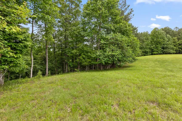 a view of a forest that has large trees