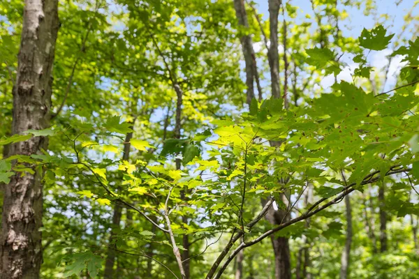 $65,000 | 0 Preservation Drive, South Pittsburg, TN 37380