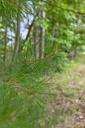 $65,000 | 0 Preservation Drive, South Pittsburg, TN 37380